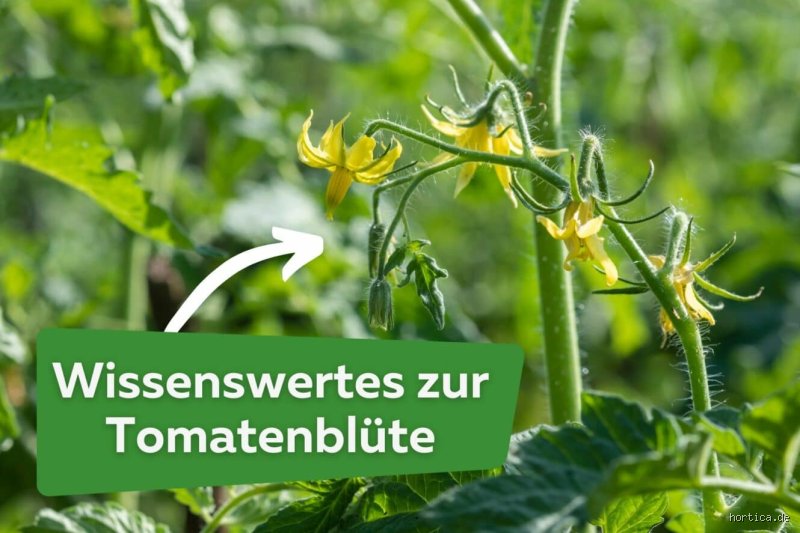 Was bringt Tomaten zum Blühen? Praktische Tipps für eine reiche Ernte