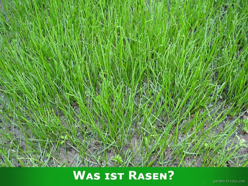 Was ist Rasenartikel?