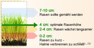 Was ist die optimale Rasenhöhe?