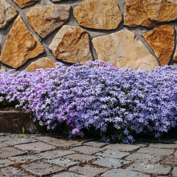 Was sind die besten Bodendecker für einen pflegeleichten Garten?