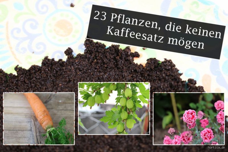 Kaffeesatz als Pflanzendünger: Welche Gewächse Sie niemals mit dem vermeintlichen Hausmittel füttern dürfen