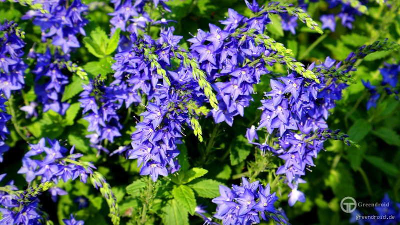 Welche Staude blüht den ganzen Sommer?