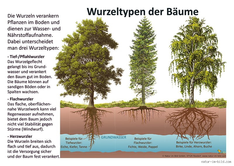 Welcher Baum ist unempfindlich?