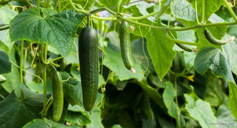 Wie bekomme ich viele Gurken im eigenen Garten? Der kompromisslose Leitfaden für eine massive Ernte