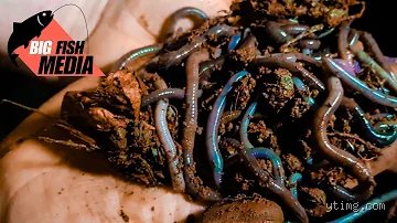 Würmer finden wie ein Profi: Dein Turbo-Guide zur Wurmjagd!