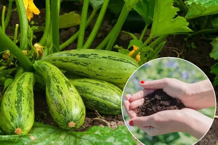 Wie oft kann man Zucchini mit Kaffeesatz düngen?
