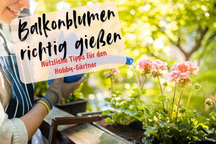Wie oft muss man Balkon Blumen gießen? Die ehrliche Frequenz im Sommer