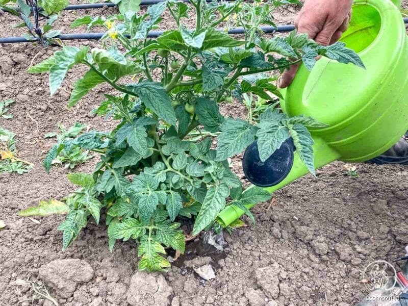 Wie oft soll man Tomatenpflanzen gießen? Die ehrliche Faustregel für gesunde Früchte