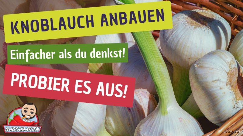 Wie steckt man Knoblauch richtig?