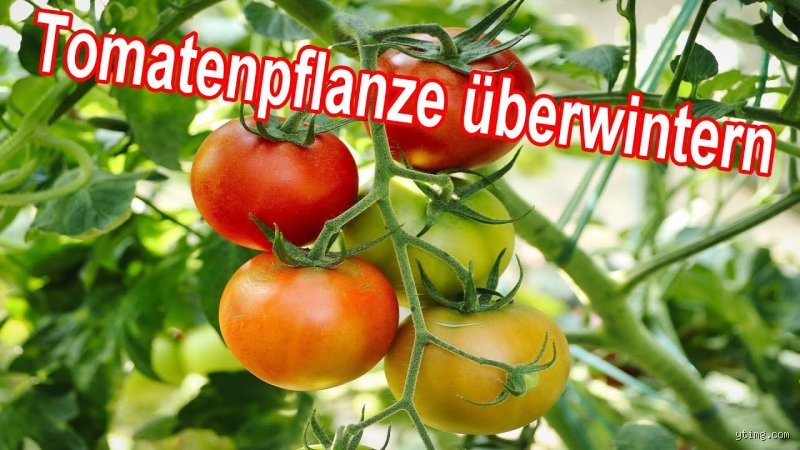 Wohin mit Tomatenpflanzen im Winter? Strategien für die Überwinterung