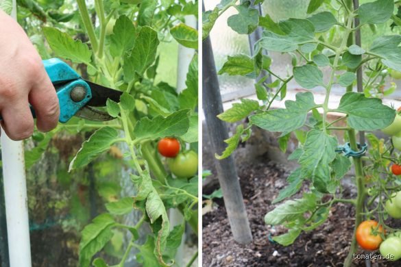 Ist es gut, wenn man bei den Tomaten die Blätter abschneidet?