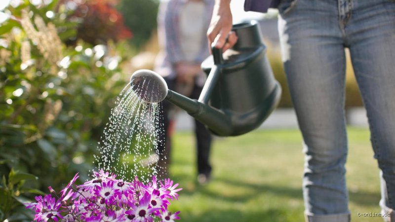 Kann man Blumen nachts gießen? Die wissenschaftliche Antwort für Hobbygärtner