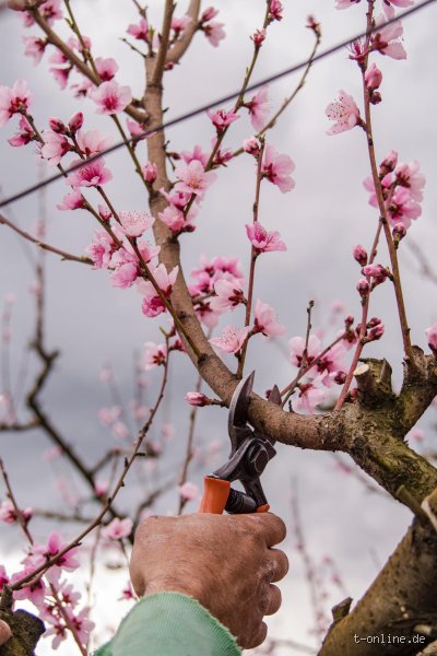 Kann man im April noch Obstbäume schneiden?