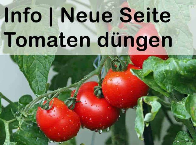 Tomaten düngen: Morgens oder abends? Das Geheimnis für eine reiche Ernte!