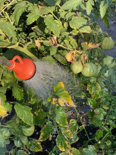Was passiert wenn man Tomaten zu wenig gießt?