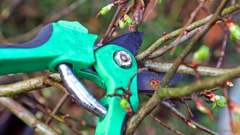 Was Schneiden im März? Tipps und Tricks für den Frühjahrschnitt
