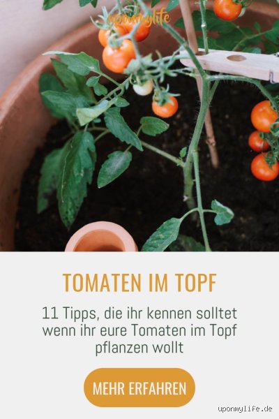 Wie düngt man Tomaten im Topf?