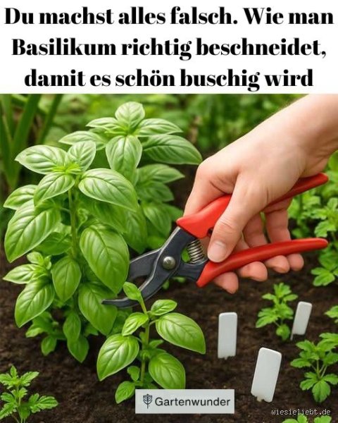 Wie wird Basilikum buschig?