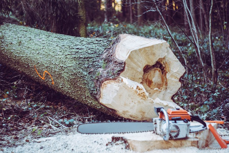 L'élagage des arbres et vos impôts : comment récupérer 50 % de la facture sans se fâcher avec le fisc ?