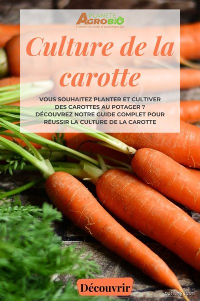 Pourquoi on dit "se faire carotte" : l'histoire étonnante derrière cette arnaque du quotidien