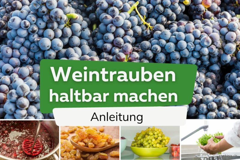 Ist es schlimm wenn man Trauben nicht wäscht? Risiken und Fakten