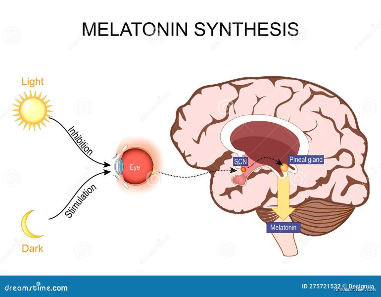 Ist Melatonin gut fürs Gehirn?
