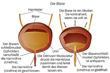 Kann die Blase kaputt gehen? Was wirklich mit dem menschlichen Harnspeicher bei extremem Druck passiert