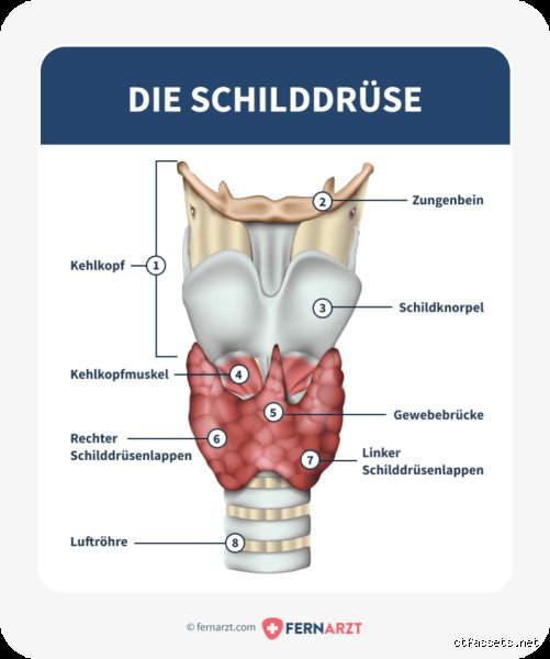 Kann hoher Puls von der Schilddrüse kommen?