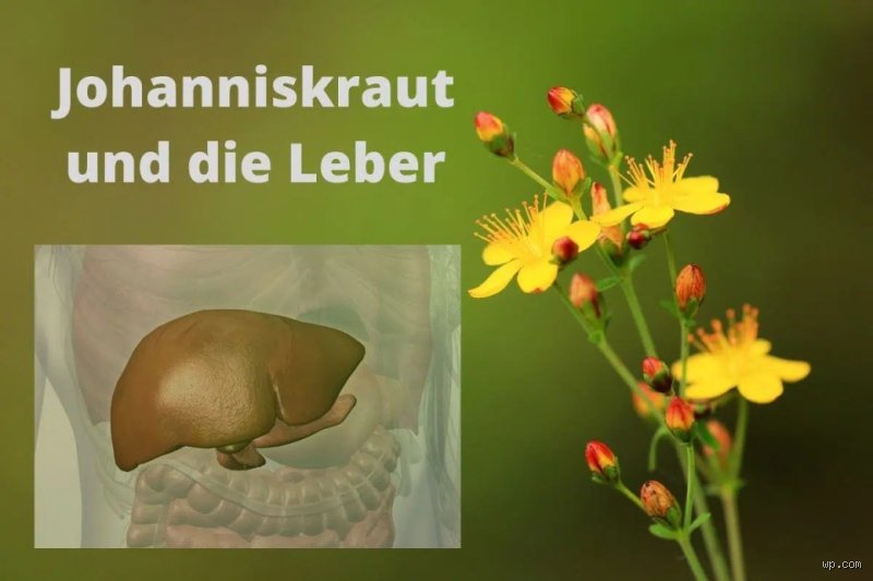 Kann Johanniskraut Leberwerte erhöhen?