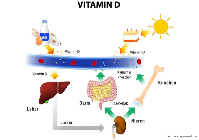 Kann man wirklich Vitamin D durch Fensterscheiben aufnehmen? Ein ehrlicher Blick auf Sonne und Gesundheit
