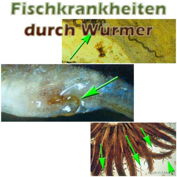 Kann man von Fisch Würmer bekommen?
