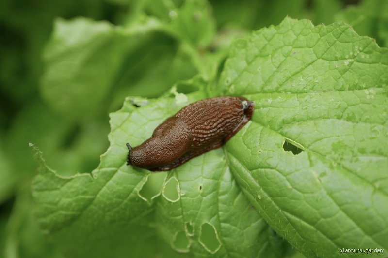 Kann man von Schnecken krank werden? Die ehrliche Wahrheit über Risiken im Garten und auf dem Teller