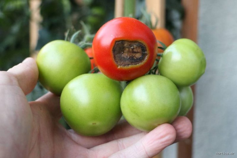 Kann man von Tomaten Gelenkschmerzen bekommen? Eine ehrliche Auseinandersetzung