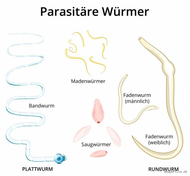 Kann man Würmer im Ultraschall sehen?