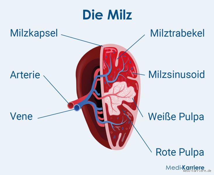 Kann sich die Milz regenerieren?