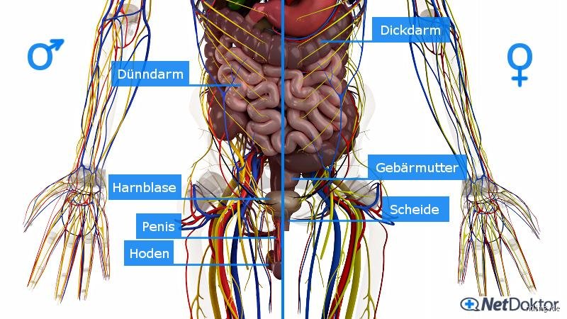 Können Nerven im Unterbauch Schmerzen?