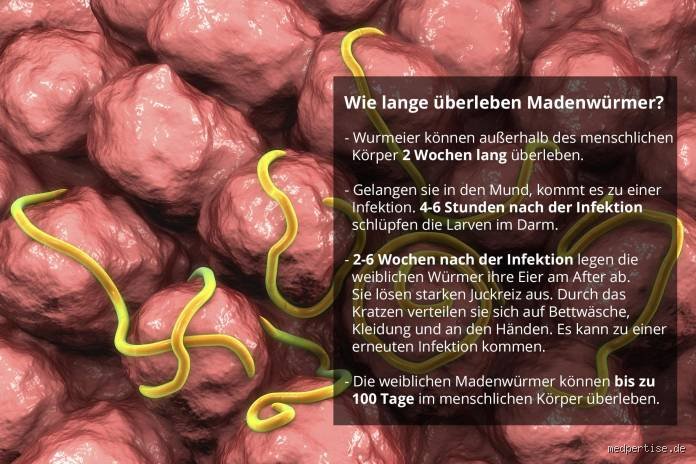 Wann genau sterben Madenwürmer nach der Einnahme von Vermox wirklich ab?