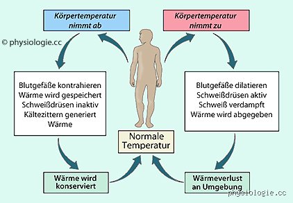 Warum ist der menschliche Körper warm?