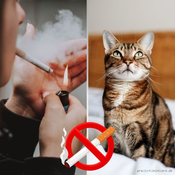 Warum verstärkt Rauchen den Kater?