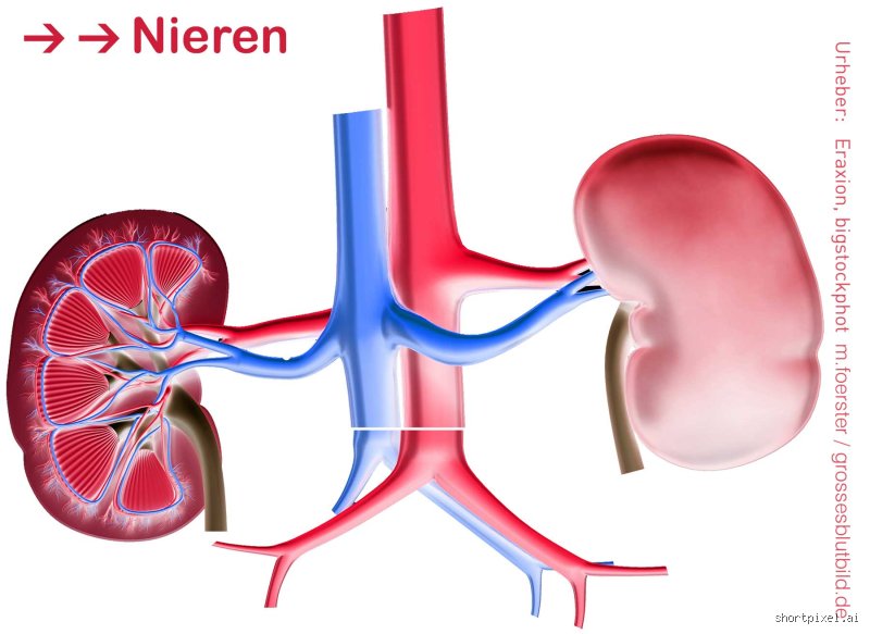 Was darf man bei schlechten Nierenwerten nicht essen?