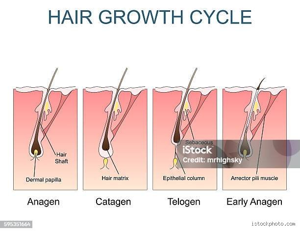 Was fördert das Haarwachstum in den Wechseljahren?