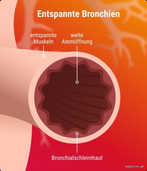 Was hilft bei festsitzendem Schleim in den Bronchien?
