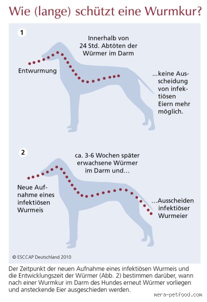 Was ist vor der Entwurmung eines Hundes zu tun?