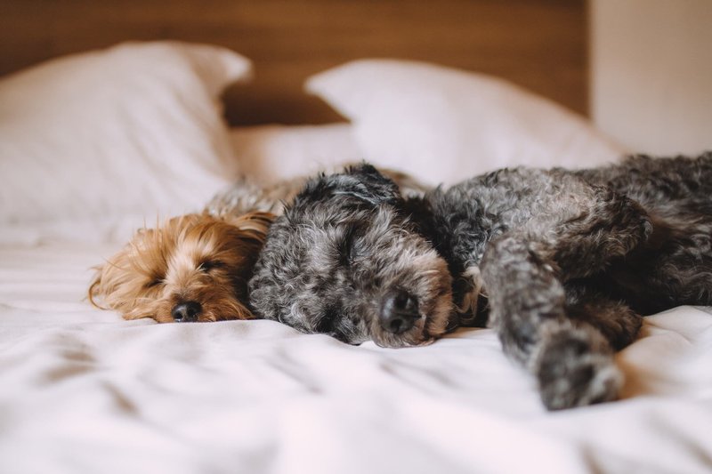 Was kann ich meinem Hund geben, damit er einschläft?