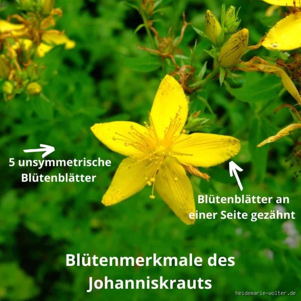 Was macht Johanniskraut mit dem Blutdruck?