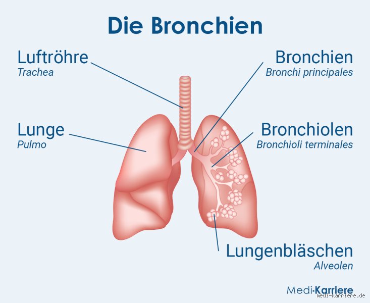 Was öffnet Bronchien?