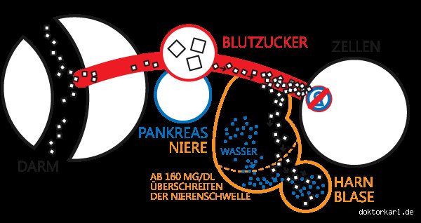 Was passiert bei einer überzuckerung im Körper? Ursachen, Symptome und biochemische Folgen