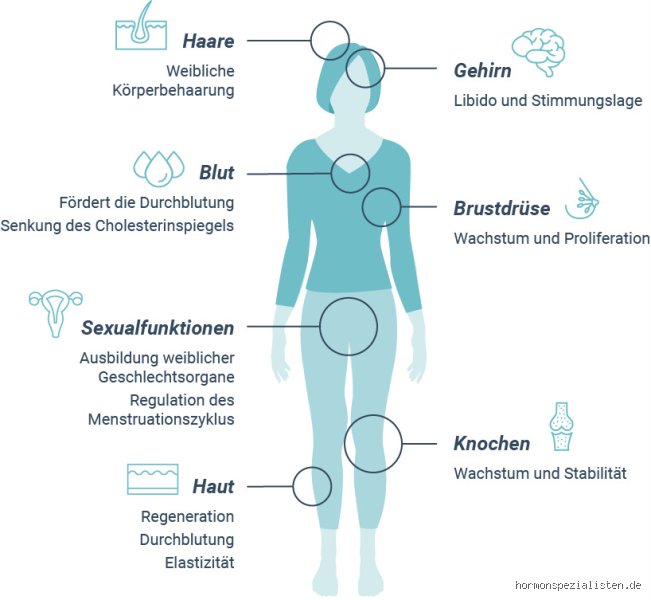 Was passiert wenn man Estradiol nimmt?