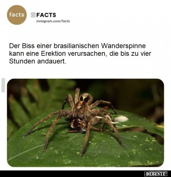 Was passiert, wenn man von einer brasilianischen Wanderspinne gebissen wird?