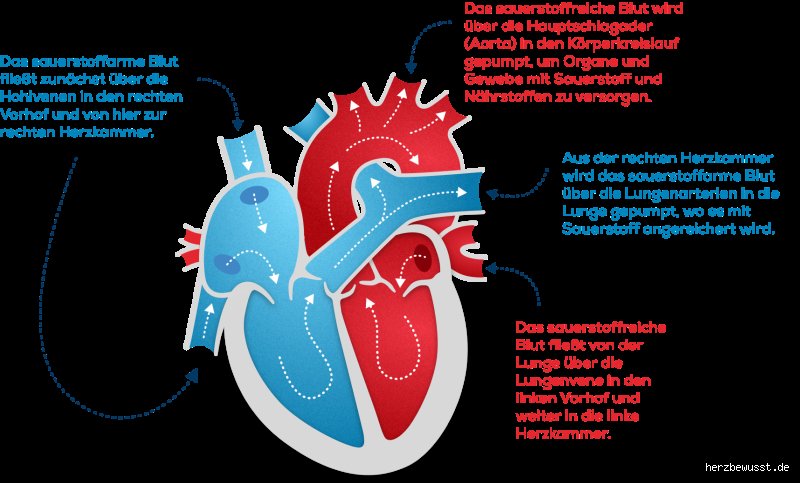 Was trainiert das Herz? Alles über kardiovaskuläre Fitness